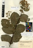 Type of Banisteria latifolia A. Jussieu var. paraguariensis Niedenzu [family MALPIGHIACEAE]