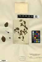 Type of Pourthiaea parvifolia E. Pritzel [family ROSACEAE]