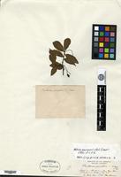 Syntype of Pourthiaea parvifolia E. Pritzel [family ROSACEAE]