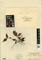 Type of Viburnum komarovii H. Léveillé & Vaniot [family CAPRIFOLIACEAE]