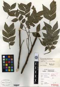 Holotype of Haplocoelum intermedium Hauman [family SAPINDACEAE]