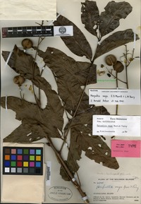 Holotype of Harpullia vaga Merrill & L. M. Perry [family SAPINDACEAE]