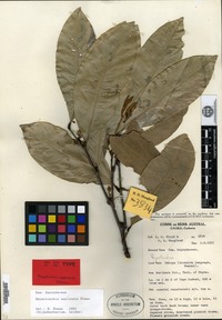 Isotype of Rhysotoechia applanata B. Etman [family SAPINDACEAE]