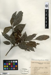 Type? of Toechima dasyrrhache Radlkofer [family SAPINDACEAE]