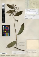 Holotype of Sabia kachinica H. Y. Chen [family SABIACEAE]