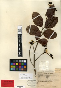 Isotype of Arytera miniata H. Turner [family SAPINDACEAE]