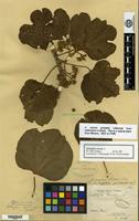 Isotype of Jatropha pubescens Pax [family EUPHORBIACEAE]