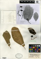Isotype of Sterculia shillinglawii F. Mueller [family STERCULIACEAE]