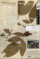 Holotype of Maniltoa brassii Merr. & L. M. Perry [family CAESALPINIACEAE]