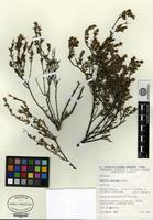Type of Calytrix praecipua Craven [family MYRTACEAE]