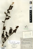 Isotype of Aidia endertii Ridsdale [family RUBIACEAE]