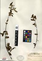 Isotype of Guettarda gaumeri Standley [family RUBIACEAE]