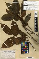 Isosyntype of Sarcocephalus officinalis Pierre ex Pitard [family RUBIACEAE]