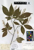Type? of Rondeletia myriantha Standley [family RUBIACEAE]