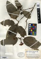 Type of Ixora myrsinoides A. C. Smith [family RUBIACEAE]