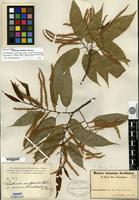 Isosyntype of Castanea sativa Miller var. acuminatissima Seemen [family FAGACEAE]