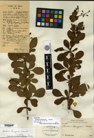 Isotype of Berberis anhweiensis Ahrendt [family BERBERIDACEAE]