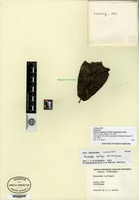 Syntype of Nauclea cumingiana Vidal [family RUBIACEAE]