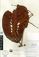 Isotype of Licania megalophylla Prance [family CHRYSOBALANACEAE]