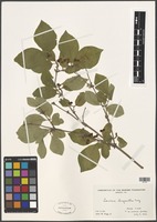 Filed as Lonicera chrysantha Turcz. ex Ledeb [family CAPRIFOLIACEAE]