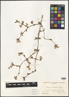 Filed as Lonicera standishii Jacques [family CAPRIFOLIACEAE]