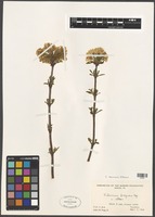 Filed as Viburnum farreri Stearn [family VIBURNACEAE]