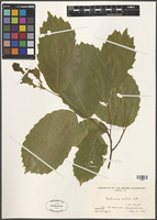 Filed as Castanea sativa Mill. [family FRAGACEAE]