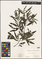 Quercus phellos L. [family FAGACEAE]