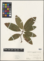 Quercus imbricaria Michx. [family FAGACEAE]