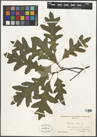 Quercus alba L. [family FAGACEAE]