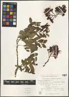 Schotia brachypetala Sond. [family FABACEAE]