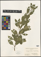 Euonymus fortunei (Turcz.) Hand.-Mazz. [family CELASTRACEAE]