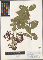 Lagerstroemia indica L. [family LYTHRACEAE]