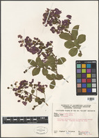 Lagerstroemia indica L. [family LYTHRACEAE]