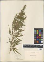 Cannabis sativa L. [family CANNABACEAE]