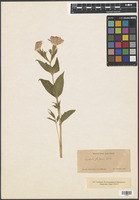 Lychnis fulgens Fisch. [family CARYOPHYLLACEAE]
