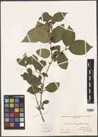 Filed as Lonicera chrysantha Turcz. ex Ledeb [family CAPRIFOLIACEAE]