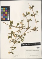 Filed as Lonicera standishii Jacques [family CAPRIFOLIACEAE]