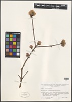 Filed as Viburnum farreri Stearn [family VIBURNACEAE]