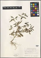 Filed as Flaveria trinervia (Spreng.) C. Mohr [family ASTERACEAE]