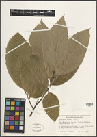 Filed as Castanea sativa Mill. [family FRAGACEAE]