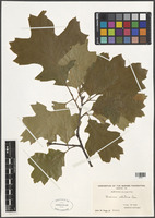 Quercus velutina Lam. [family FAGACEAE]