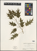 Quercus palustris Munchh. [family FAGACEAE]