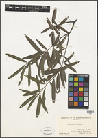 Quercus phellos L. [family FAGACEAE]