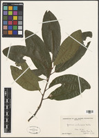 Quercus imbricaria Michx. [family FAGACEAE]