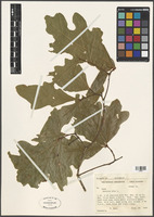 Quercus alba L. [family FAGACEAE]