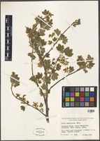 Filed as Ribes americanum Mill. [family GROSSULARIACEAE]