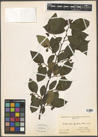 Cotoneaster foveolatus Rehder & E.H. Wilson [family ROSACEAE]