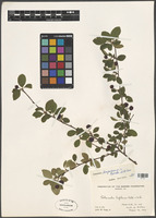 Cotoneaster hupehensis Rehder & E.H. Wilson [family ROSACEAE]