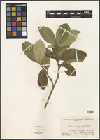 Skimmia japonica Thunb. [family RUTACEAE]